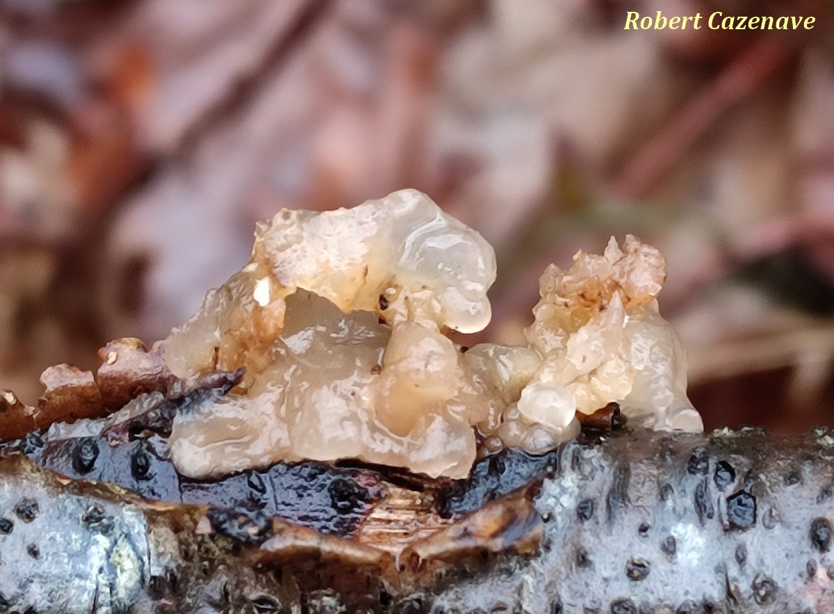 Tremella indecorata 08 03 2026 OSSUN