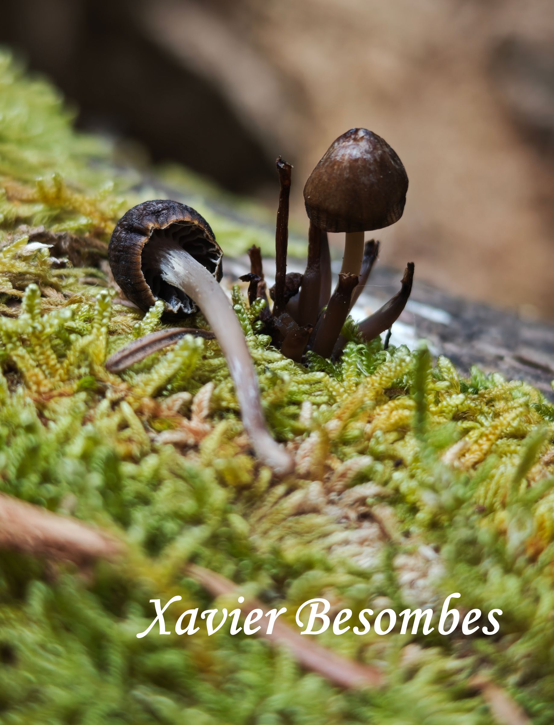 Mycena stipata Mycena stipata 2026 04 11 Chiroulet