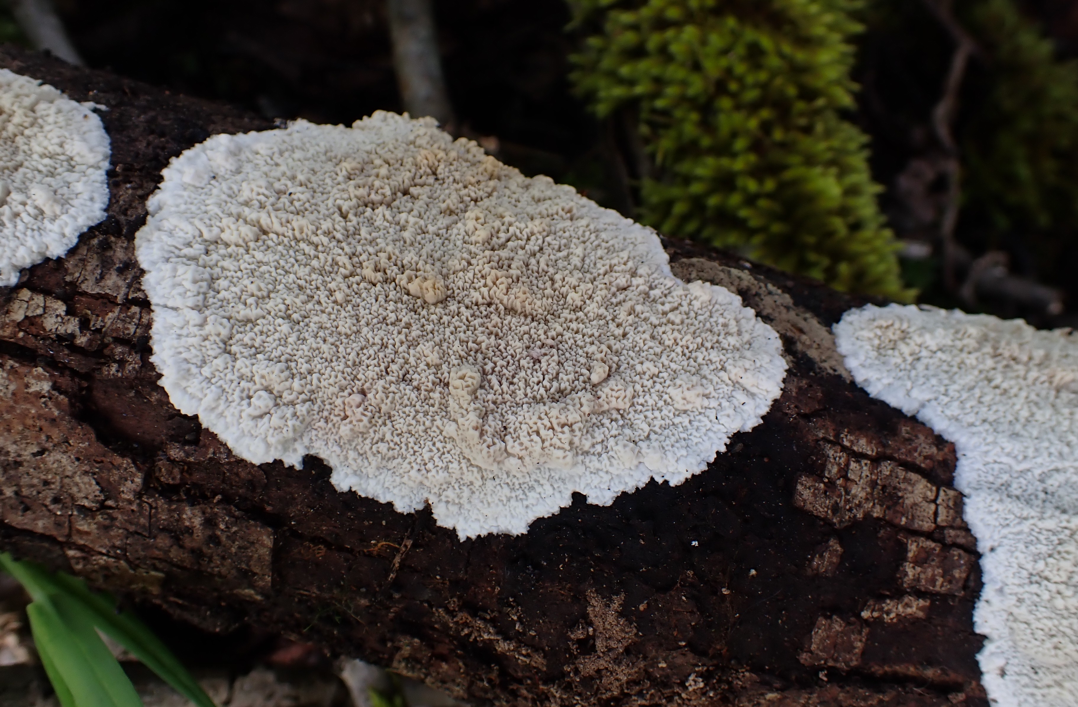 Phlebia rufa