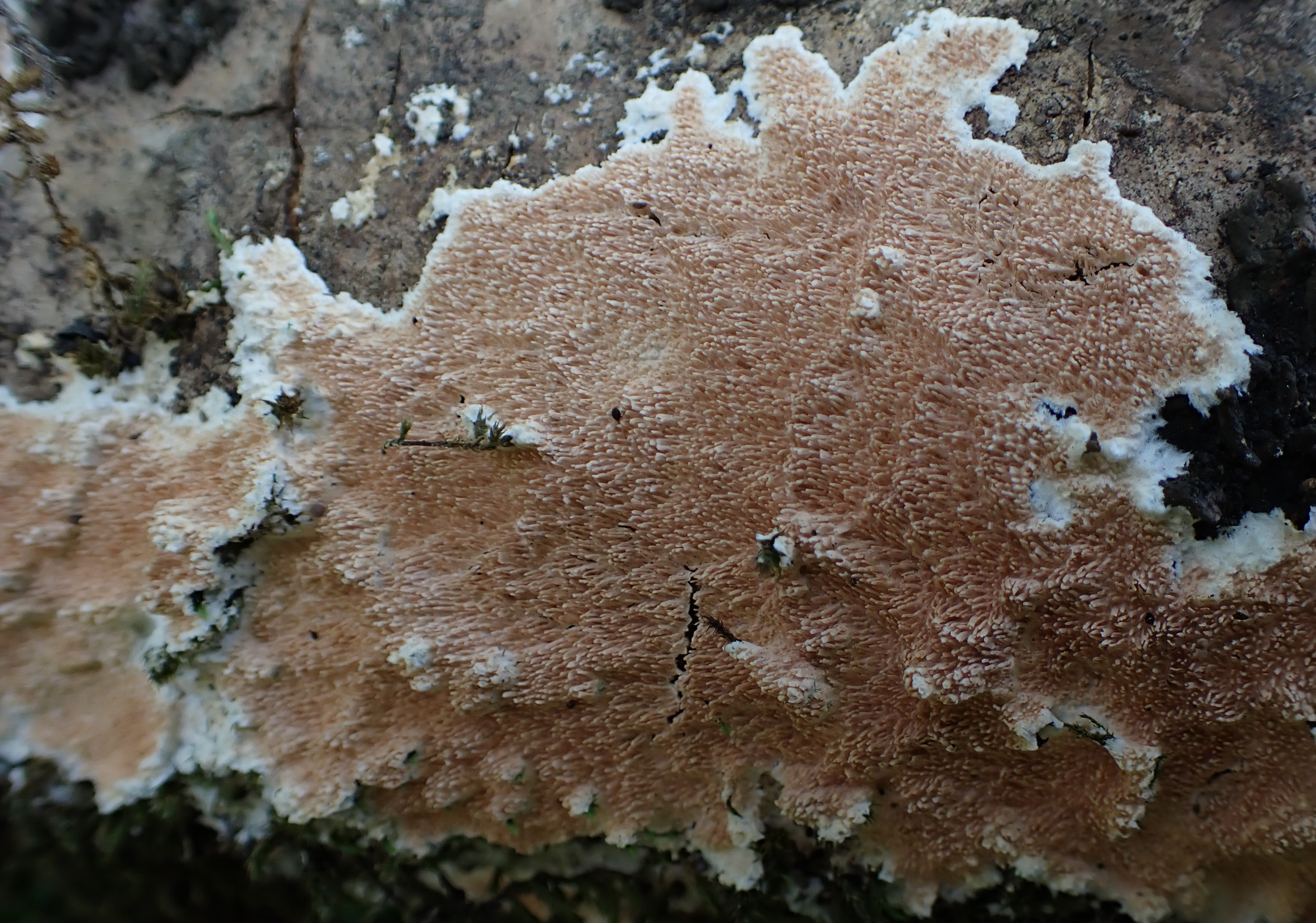 Steccherinum ochraceum