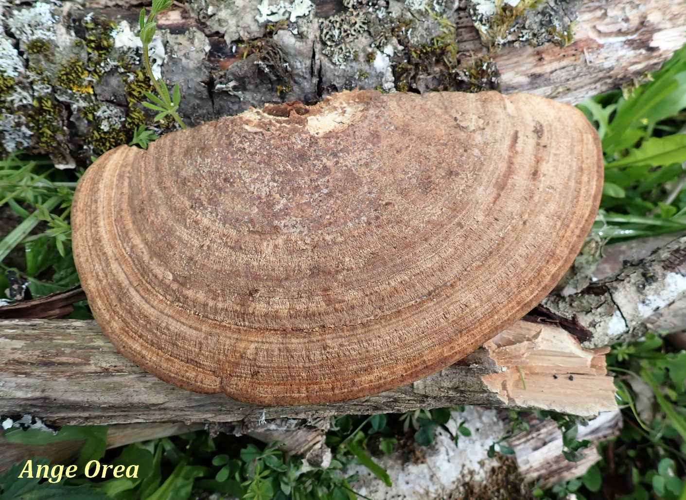 Daedalea quercina