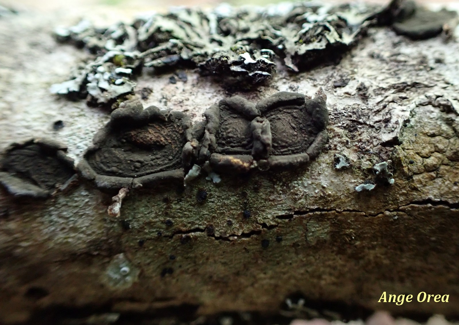 Hypoxylon cercidicolum