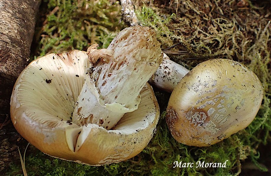 Amanita junquillea Amanita junquillea 2026 06 13 Arragnat