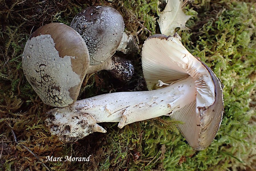 Amanita spissa 2026 06 13 Arragnat