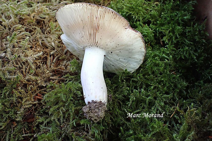 Russula langei (2) 2026 06 13 Arragnat