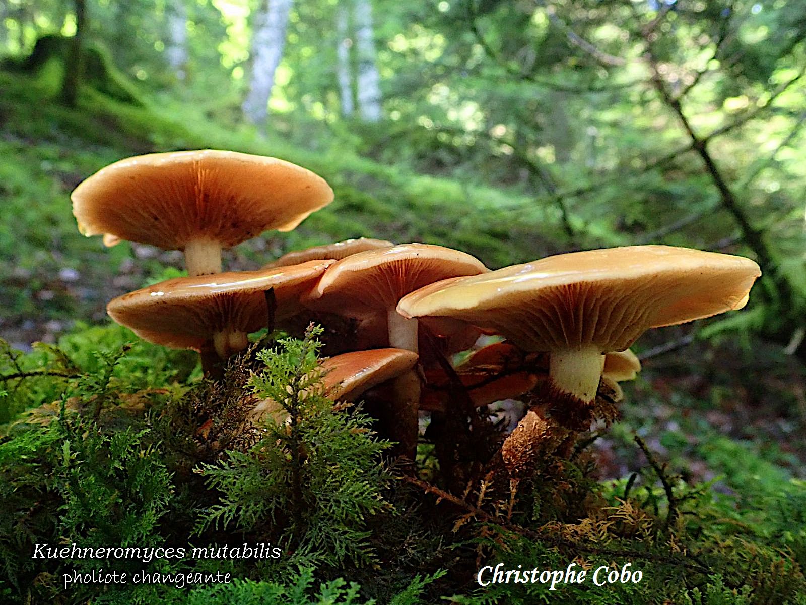 Kuehneromyces mutabilis 2026 08 23 Genos