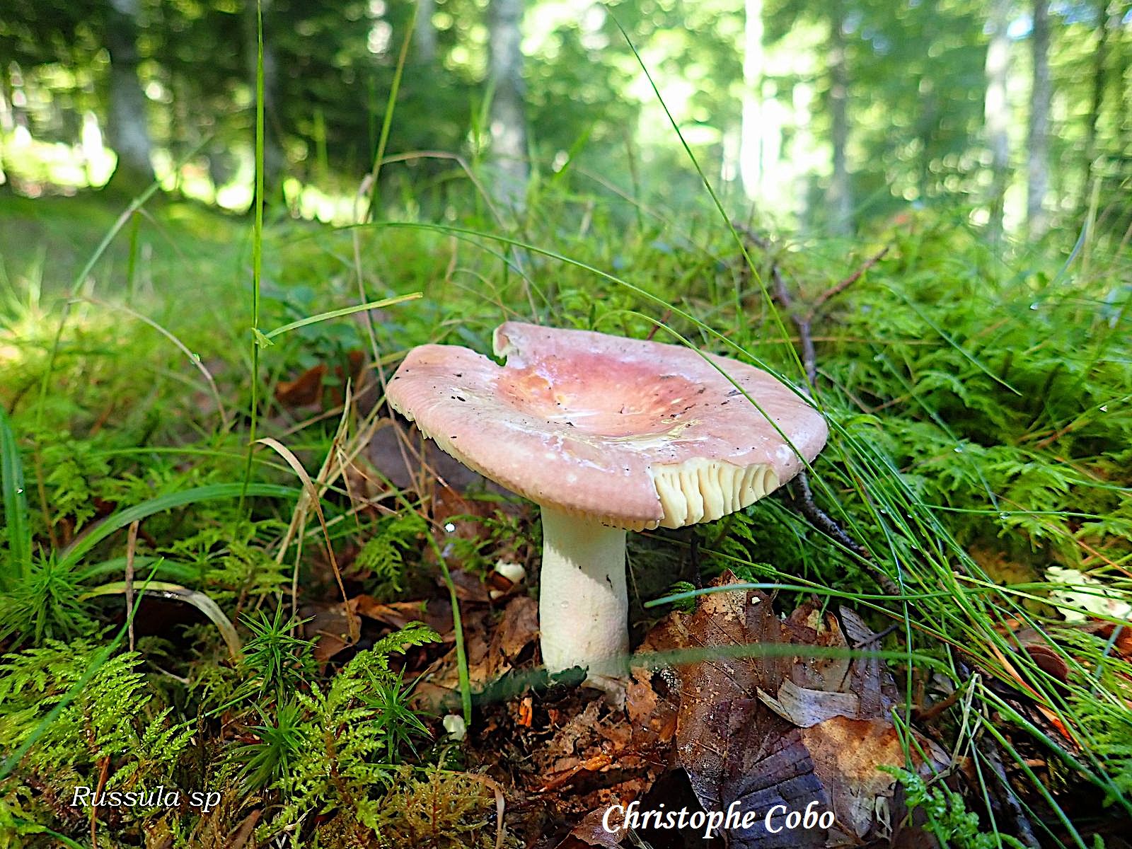 Russula sp 2026 08 23 Genos