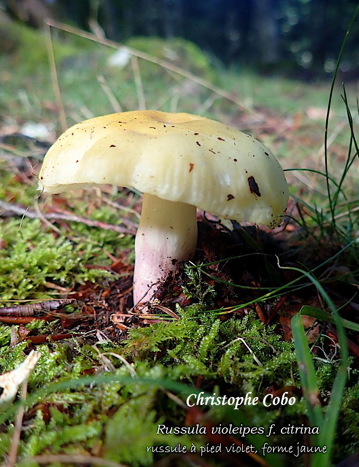Russula violeipes f. citrina 2026 08 23 Genos