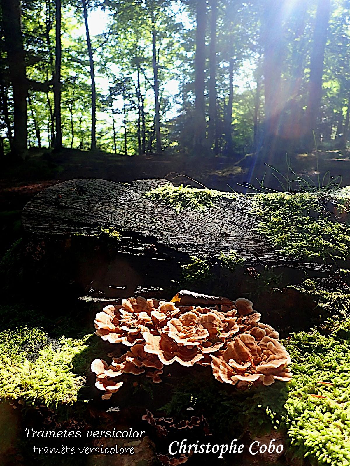 Trametes versicolor 2026 08 23 Genos
