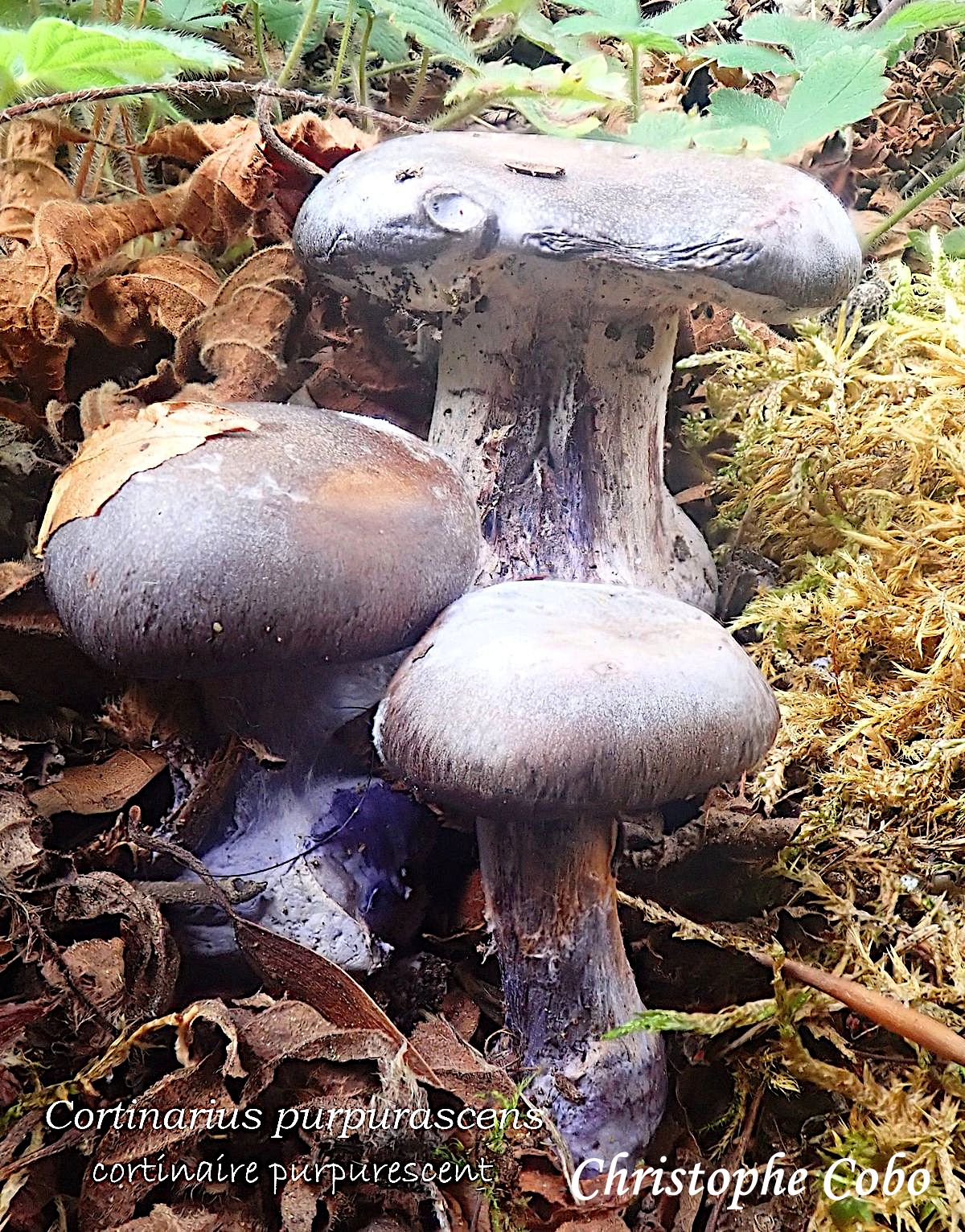 Cortinarius purpurascens 20260906 TECH