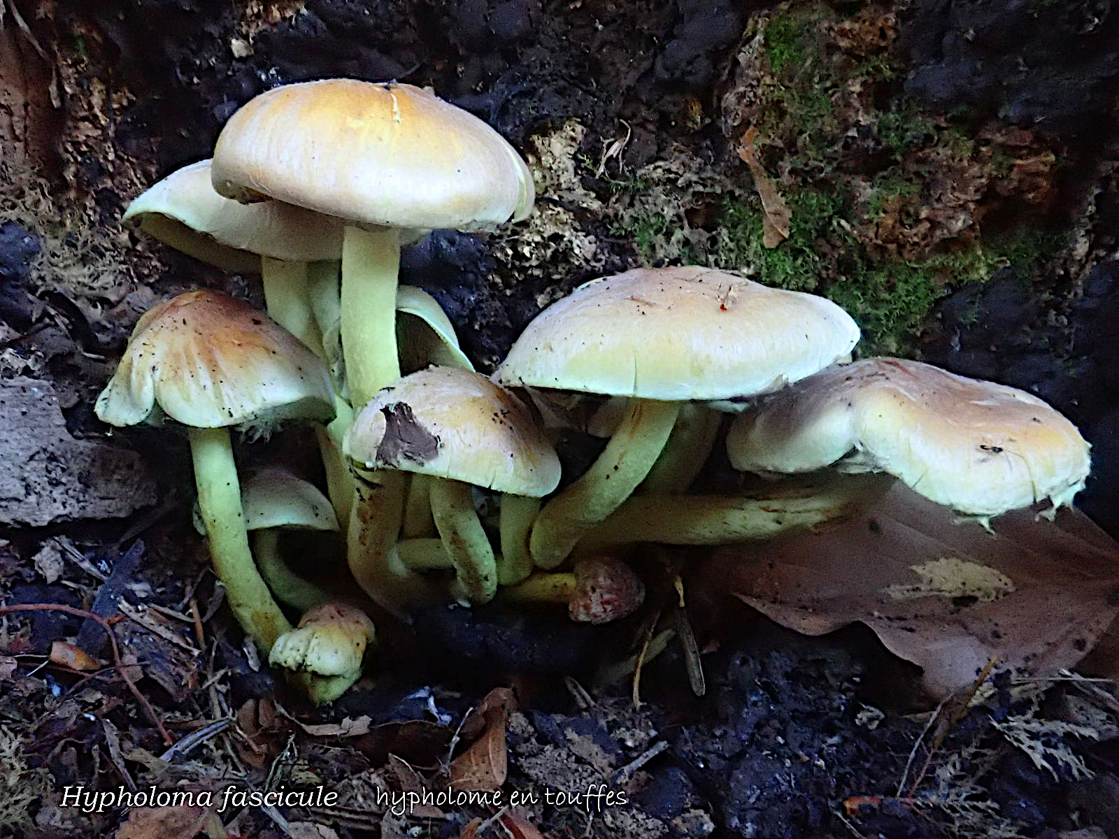 02 Hypholoma fasciculare 20260925 CERETOU