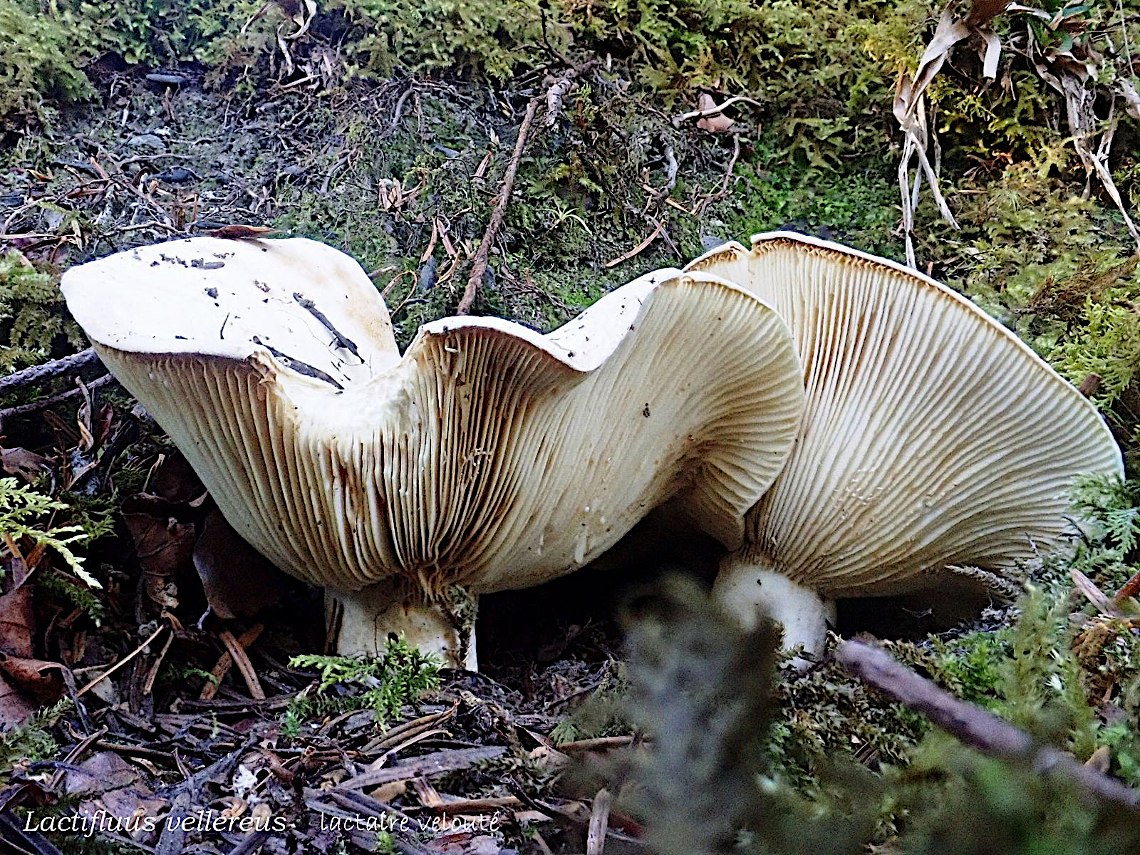 03 Lactifluus vellereus 20260925 CERETOU