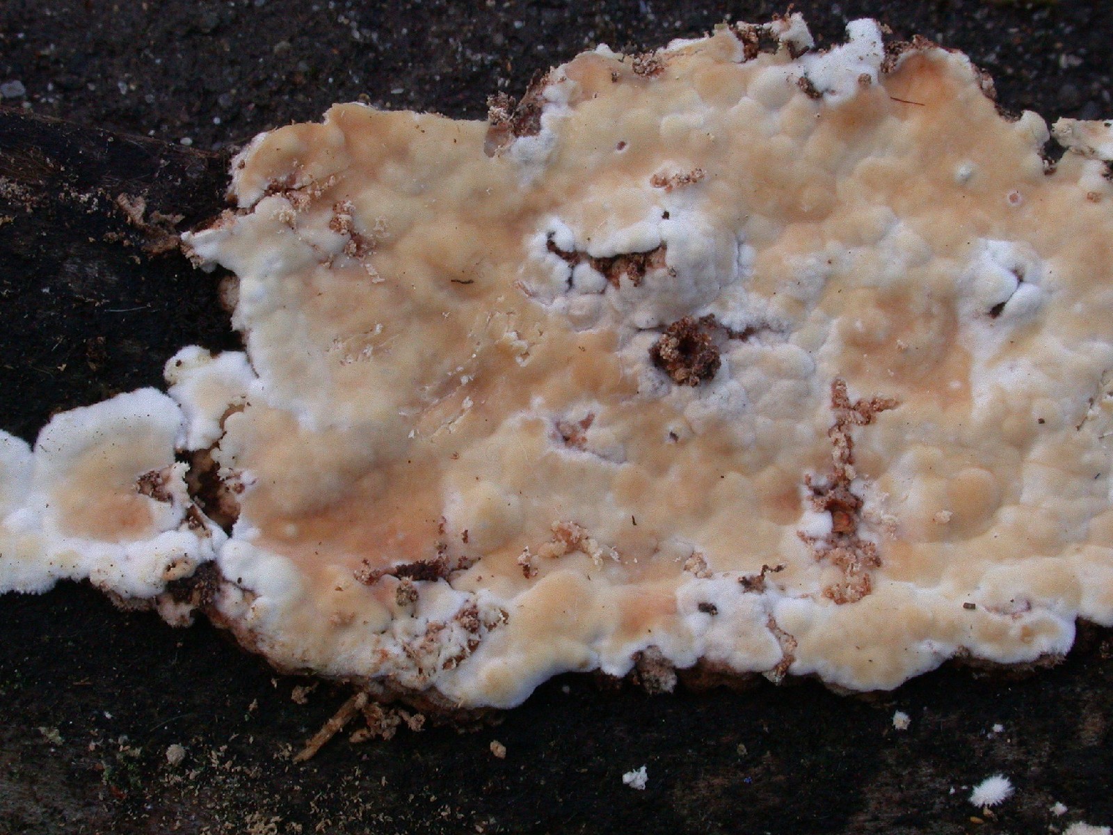 Dacryobolus karstenii Erquy 26 10 2010